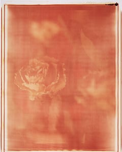 0857 Verwelkte Rosen mit rot II
