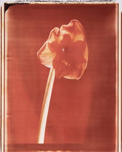 1111 Mohn IV
