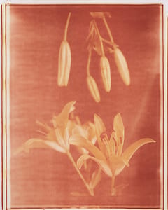Blüte und Knospe III