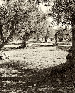 Olive trees, Paceco