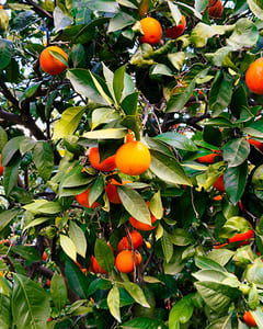 Orange Plantation I, Carlentini