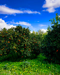 Orange Plantation II, Carlentini