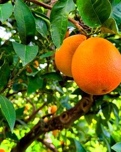 Orangenhain Pfarrer_3729