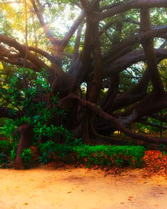 Park of Villa Malfitano Whitaker, Palermo