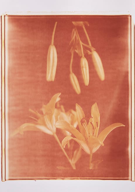 Blüte und Knospe III
