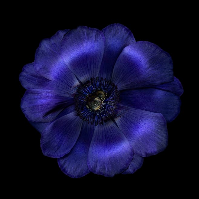 Anemone 3