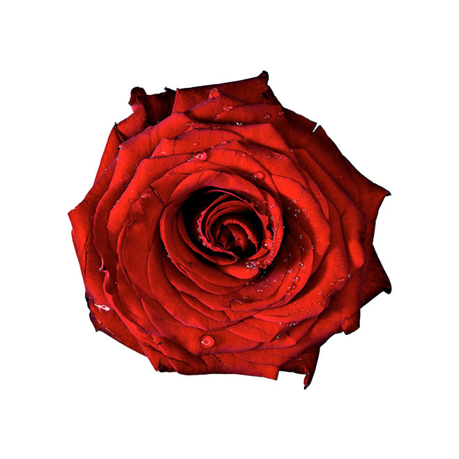 Red Rose